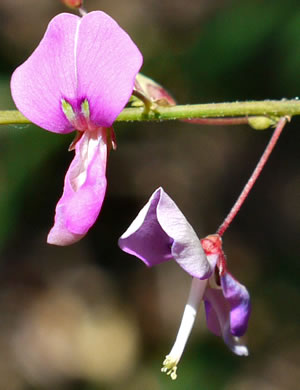 image of Desmodium laevigatum, Smooth Tick-trefoil