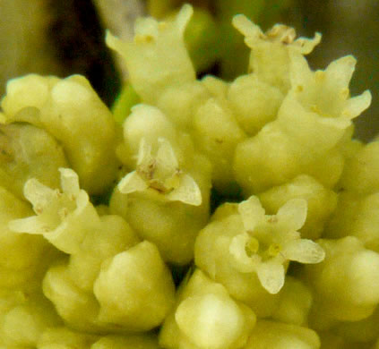 image of Cuscuta compacta, Compact Dodder