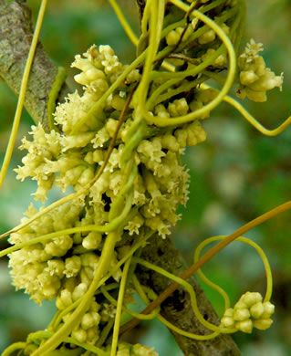 image of Cuscuta compacta, Compact Dodder