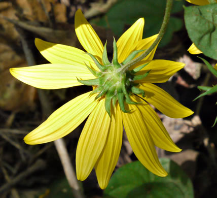 image of Helianthus decapetalus, Thinleaf Sunflower, Forest Sunflower