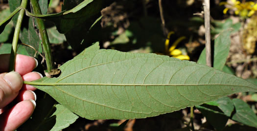 image of Helianthus decapetalus, Thinleaf Sunflower, Forest Sunflower