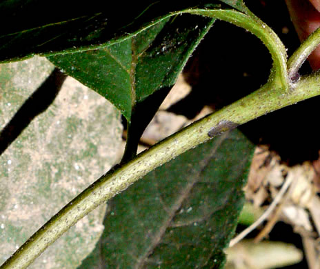 image of Helianthus decapetalus, Thinleaf Sunflower, Forest Sunflower