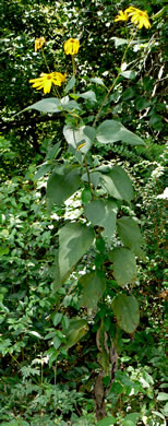 image of Helianthus tuberosus, Jerusalem Artichoke