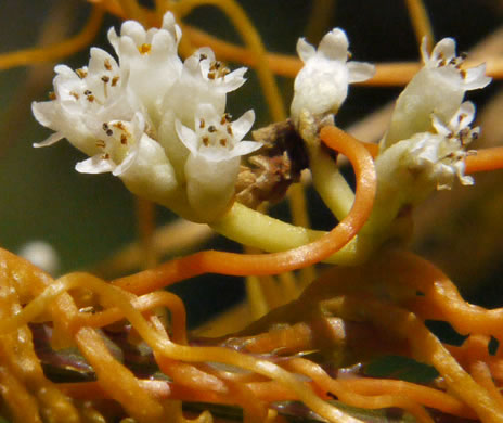 image of Cuscuta gronovii, Common Dodder, Swamp Dodder