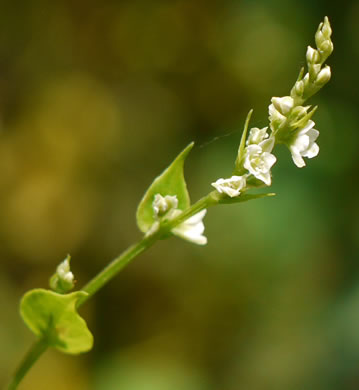 image of Fallopia convolvulus, Climbing Buckwheat, Nimblewill, Black Bindweed