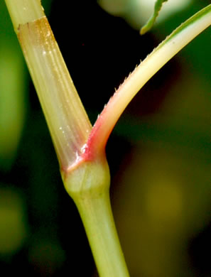 image of Persicaria pensylvanica, Pennsylvania Smartweed, Pinkweed, Common Smartweed