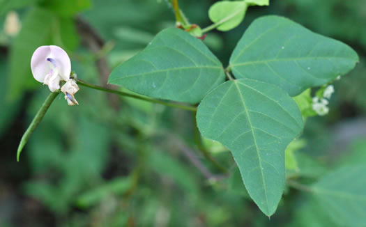 image of Strophostyles helvola, Annual Sand Bean, Beach Pea, Trailing Wild Bean, Trailing Fuzzy-Bean