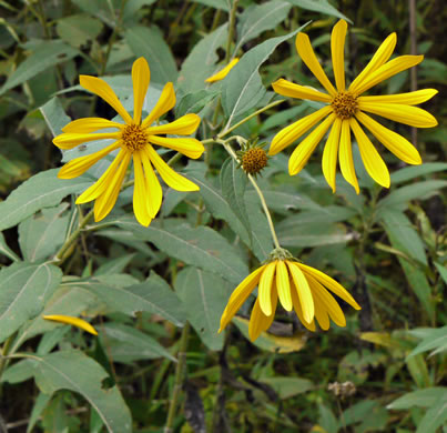 image of Helianthus tuberosus, Jerusalem Artichoke