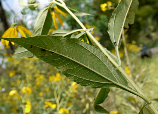 image of Helianthus tuberosus, Jerusalem Artichoke