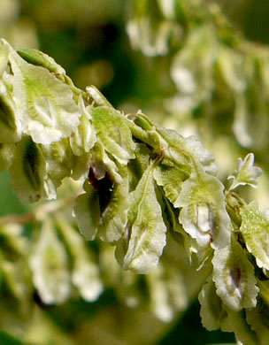 image of Fallopia scandens, Common Climbing Buckwheat