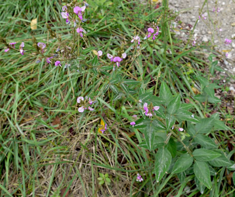 image of Desmodium nuttallii, Nuttall's Tick-trefoil