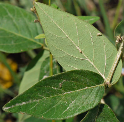 image of Desmodium nuttallii, Nuttall's Tick-trefoil