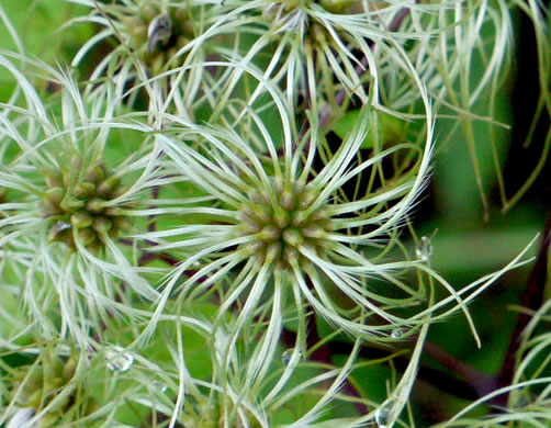 image of Clematis virginiana, Virgin's Bower