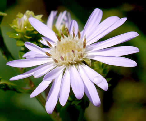 image of Symphyotrichum retroflexum, Curtis's Aster, Rigid Whitetop Aster