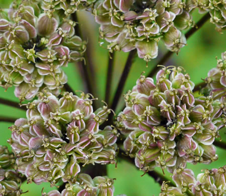 image of Angelica triquinata, Mountain Angelica, Appalachian Angelica, Filmy Angelica