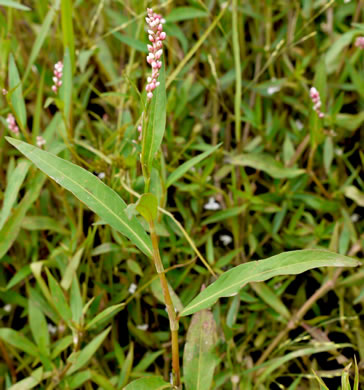 image of Persicaria hydropiperoides, Mild Waterpepper, Swamp Smartweed