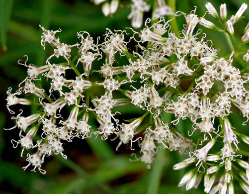 image of Mikania scandens, Climbing Hempweed