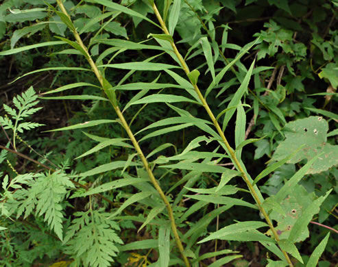 image of Solidago altissima var. altissima, Tall Goldenrod, Field Goldenrod, Common Goldenrod