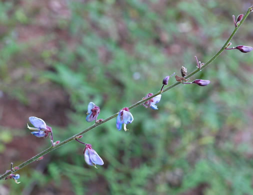 image of Desmodium viridiflorum, Velvety Tick-trefoil, Velvety Tick-clover