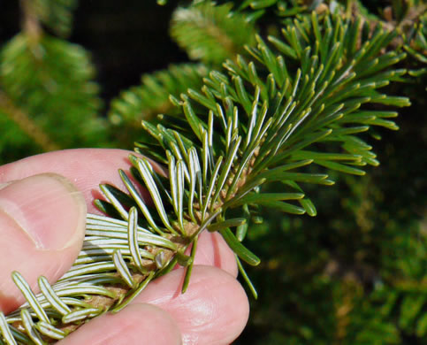 image of Abies fraseri, Fraser Fir, She Balsam, Southern Balsam