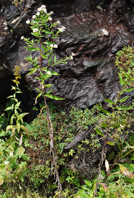 image of Symphyotrichum puniceum var. puniceum, Purplestem Aster, Swamp Aster