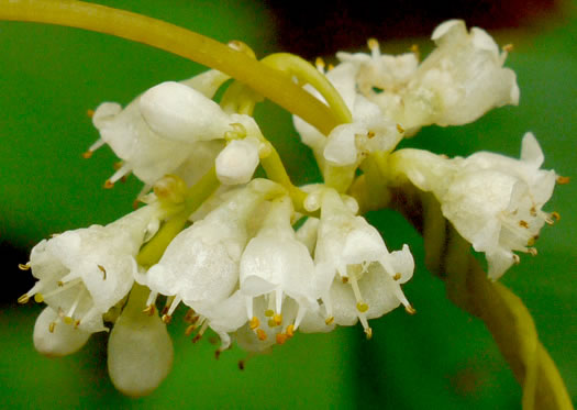 image of Cuscuta pentagona, Five-angled Dodder