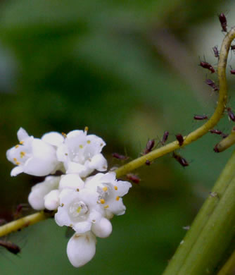 image of Cuscuta pentagona, Five-angled Dodder