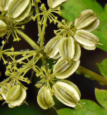 image of Thaspium barbinode, Hairy-jointed Meadow-parsnip