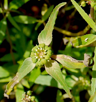 image of Euphorbia dentata, Painted Leaf, Wild Poinsettia, Green Poinsettia, Toothed Spurge