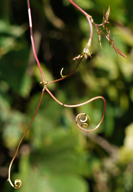 image of Nekemias arborea, Peppervine