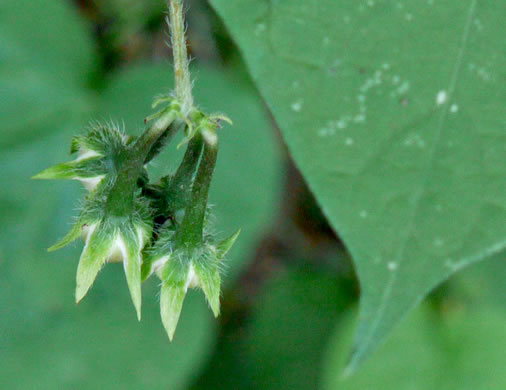 image of Ipomoea purpurea, Common Morning Glory