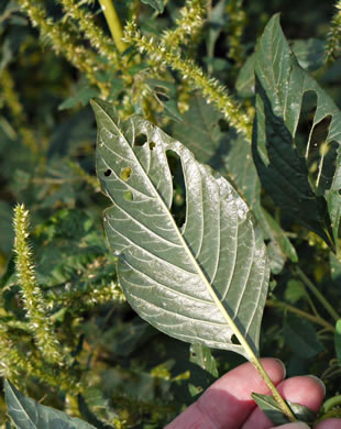 image of Amaranthus hybridus ssp. hybridus, Smooth Pigweed, Smooth Amaranth, Green Amaranth, Slim Amaranth