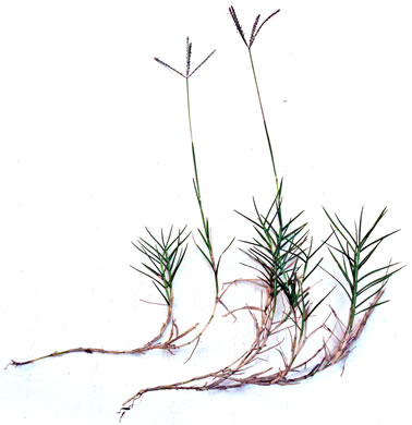 image of Cynodon dactylon, Bermuda Grass, Scutch Grass