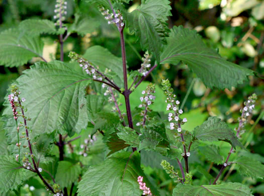 image of Perilla frutescens, Beefsteak-plant, Perilla