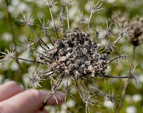 image of Daucus carota ssp. carota, Queen Anne's Lace, Wild Carrot, Bird's Nest