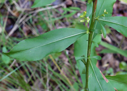 image of Solidago erecta, Slender Goldenrod, Erect Goldenrod