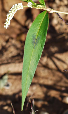 image of Persicaria lapathifolia, Dockleaf Smartweed, Willow-weed, Pale Smartweed