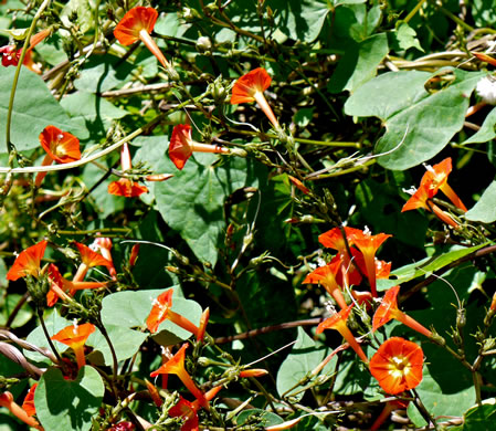 image of Ipomoea coccinea, Small Red Morning Glory, Scarlet Creeper