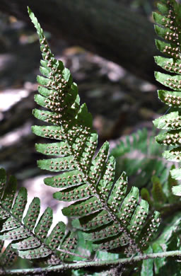 image of Dryopteris erythrosora, Autumn Fern, Japanese Red Shield-fern, Japanese Shield-fern