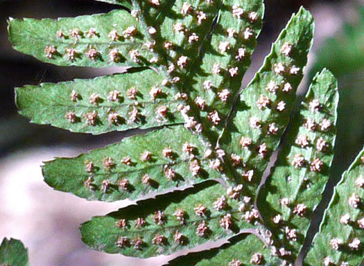 image of Dryopteris erythrosora, Autumn Fern, Japanese Red Shield-fern, Japanese Shield-fern