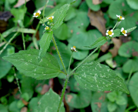 image of Galinsoga quadriradiata, Common Peruvian-daisy, Gallant Soldiers, Fringed Quickweed