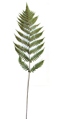 image of Dryopteris erythrosora, Autumn Fern, Japanese Red Shield-fern, Japanese Shield-fern