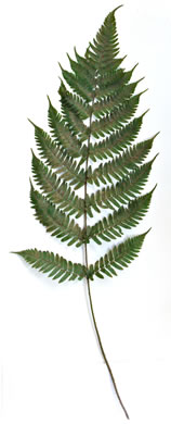 image of Dryopteris erythrosora, Autumn Fern, Japanese Red Shield-fern, Japanese Shield-fern