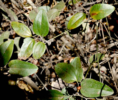 image of Smilax walteri, Coral Greenbrier, Red-berried Swamp Smilax