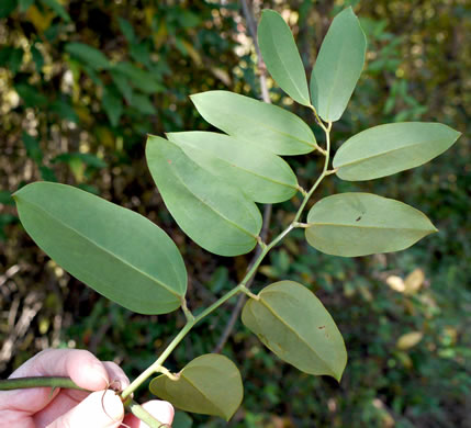 image of Smilax laurifolia, Bamboo-vine, Blaspheme-vine, Wild Bamboo, Laurel-leaf Greenbriar