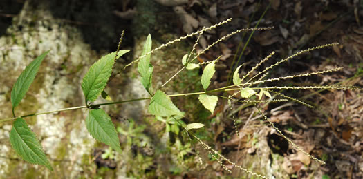 image of Verbena urticifolia, White Vervain, Nettleleaf Verbena, Velvetleaf Vervain