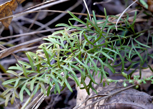 image of Packera millefolium, Blue Ridge Ragwort, Yarrowleaf Ragwort, Divided-leaf Ragwort, Blue Ridge Groundsel