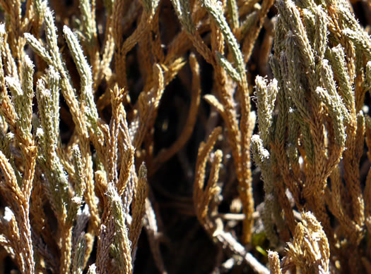 image of Bryodesma tortipilum, Twisted-hair Spikemoss