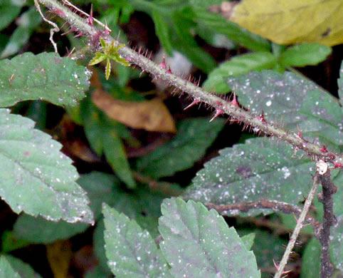 prickles