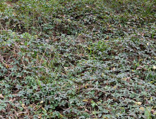 image of Rubus trivialis, Southern Dewberry, Coastal Plain Dewberry